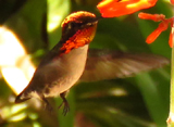 Bee Hummingbird 