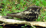 Cuban Nightjar 