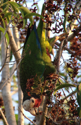 Cuban Parrot 
