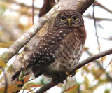 Cuban Pygmy-Owl 