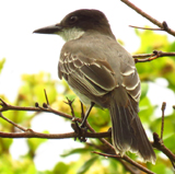 Loggerhead Kingbird 