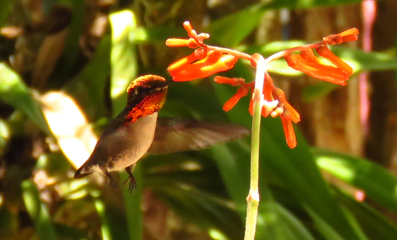 Bee Hummingbird 