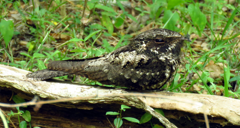 Cuban Nightjar