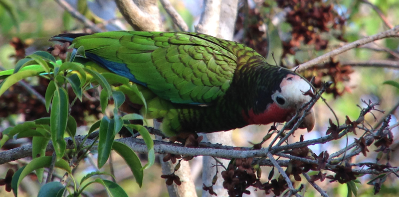 Cuban Parrot 