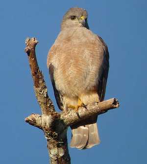 Ridgway's Hawk. Photo by Gina Nichol.