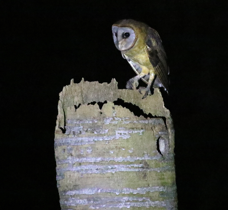 Ashy-faced Owl by Steve Bird. 