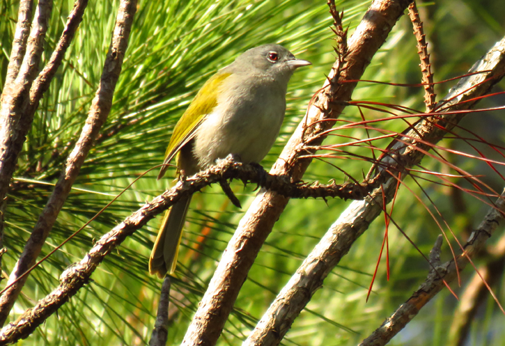 Green-tailed Warbler by Gina Nichol. 