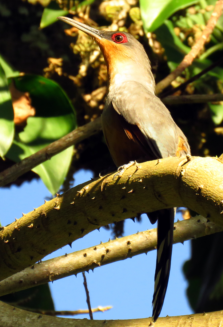 Hispanolan Lizard-Cuckoo by Gina Nichol