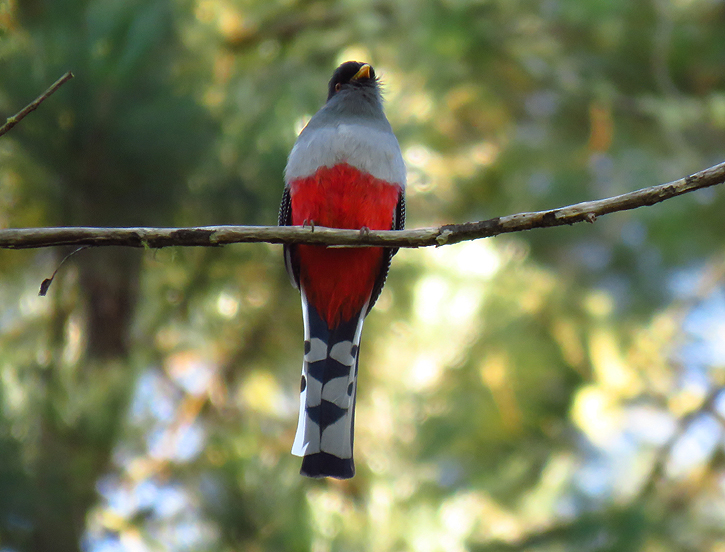 Hispanolan Trogon by Gina Nichol