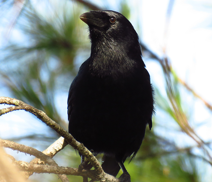 Hisplanolan Palm Crow by Gina Nichol 