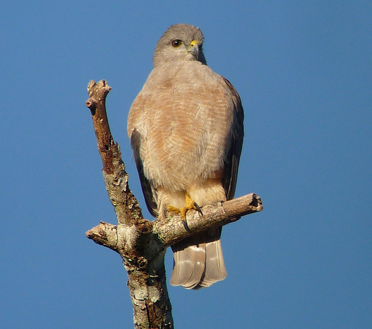 Ridgway's Hawk by Gina Nichol