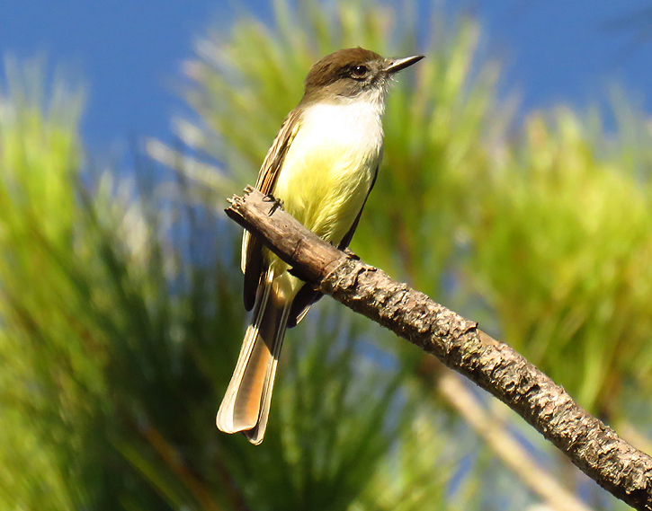 Stolid Flycatcher by Gina Nichol 