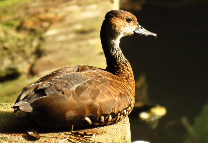 West Indian Whistling Duck by Gina Nichol