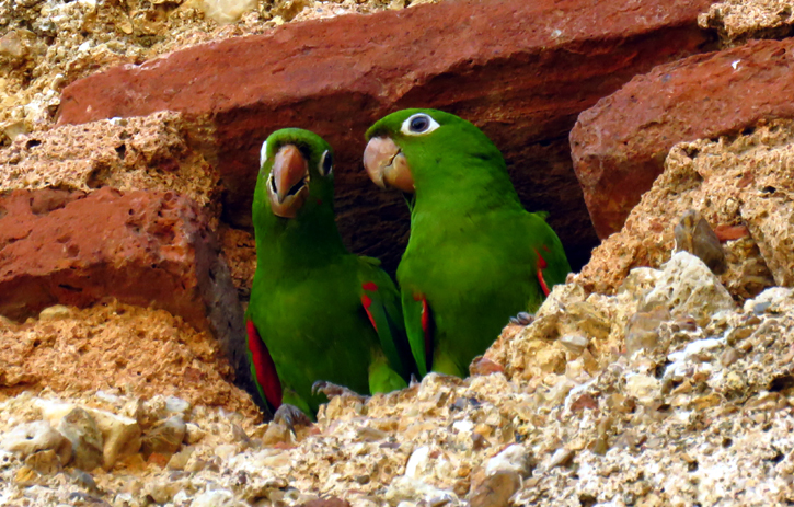 Hispanolian Parakeets by Gina Nichol. 