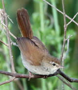 Cetti's Warbler 