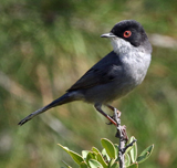 Sardinian Warbler 