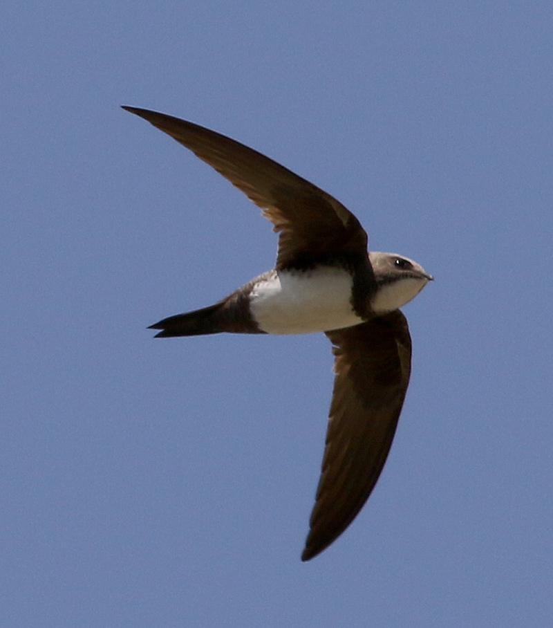 LESVOS, Greece - Alpine Swift 