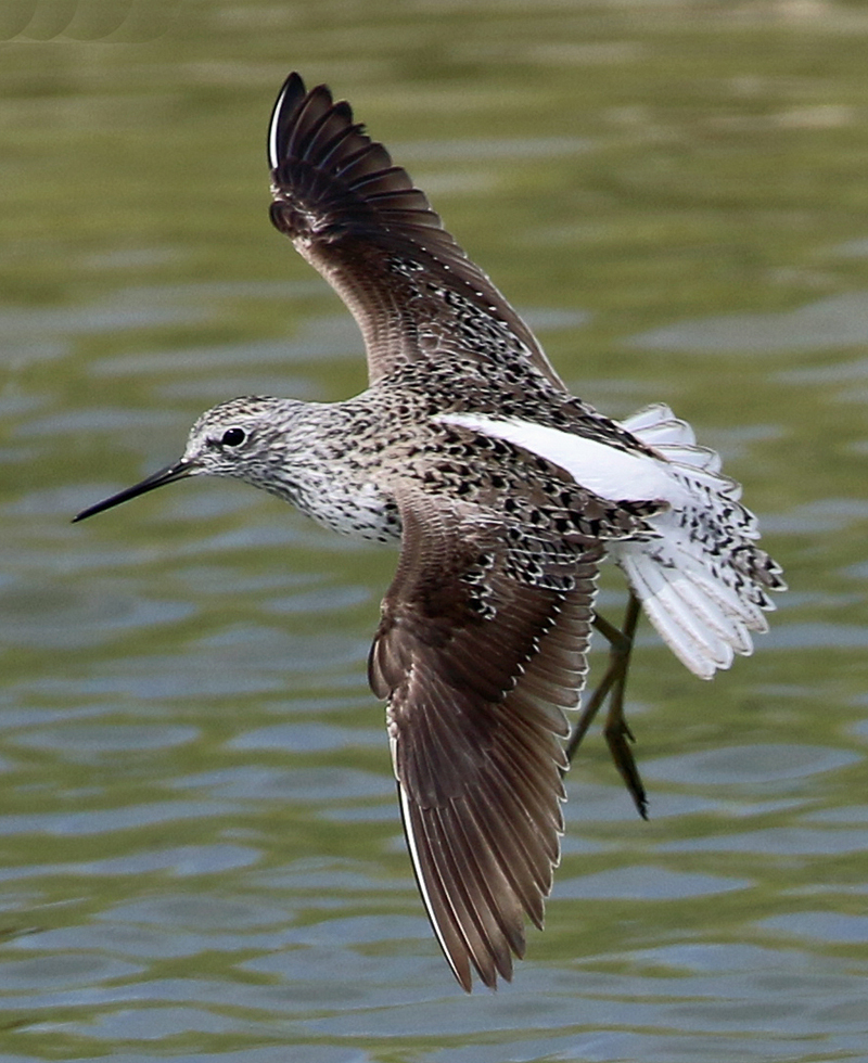 LESVOS, Greece - Marsh Sandpiper 