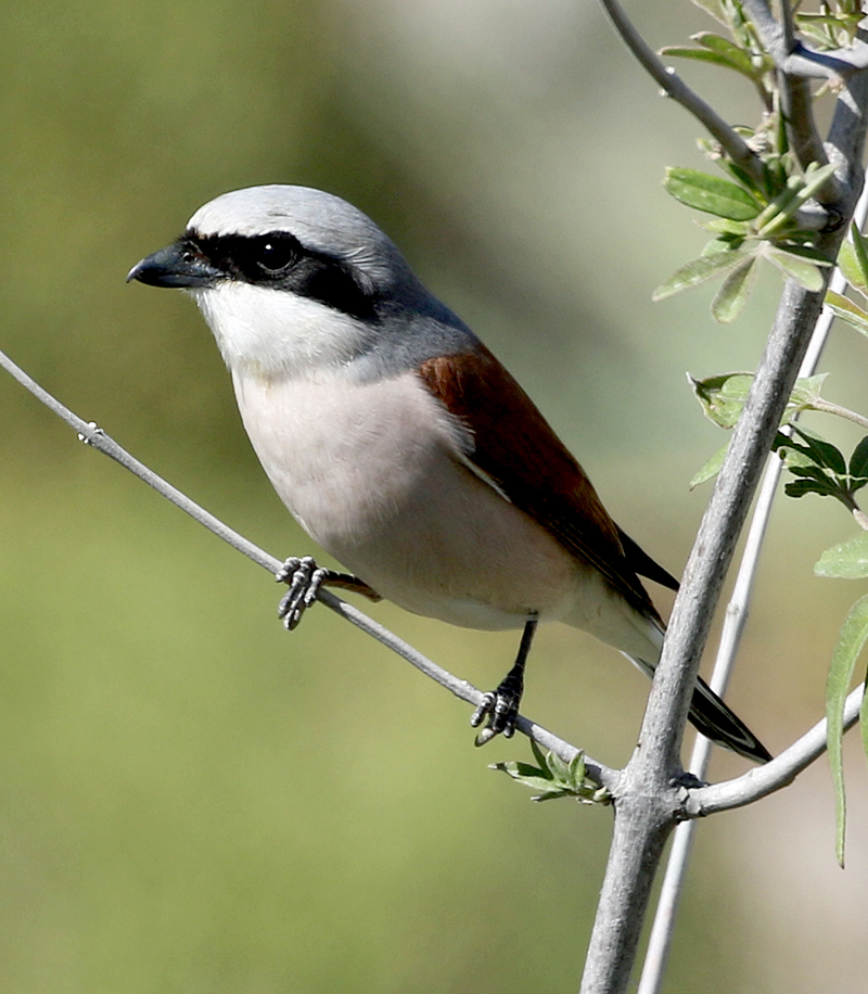 LESVOS, Greece - Red-backed Shrike 