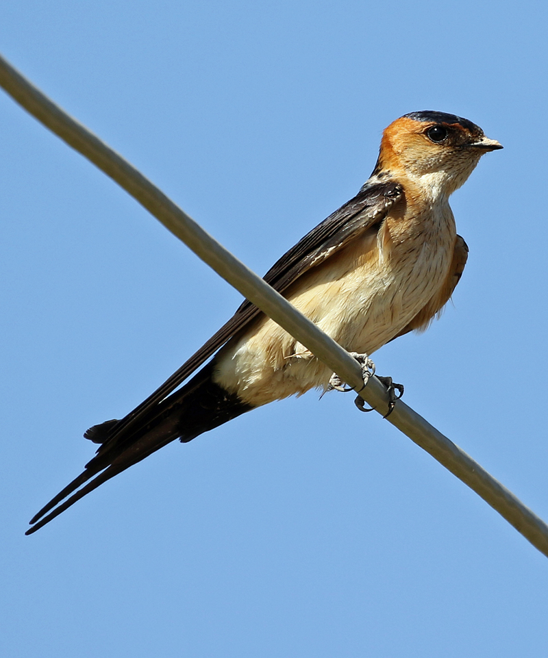 LESVOS, Greece - Red-rumped Swallow