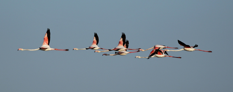 Greater Flamingos. Photo by Steve Bird.