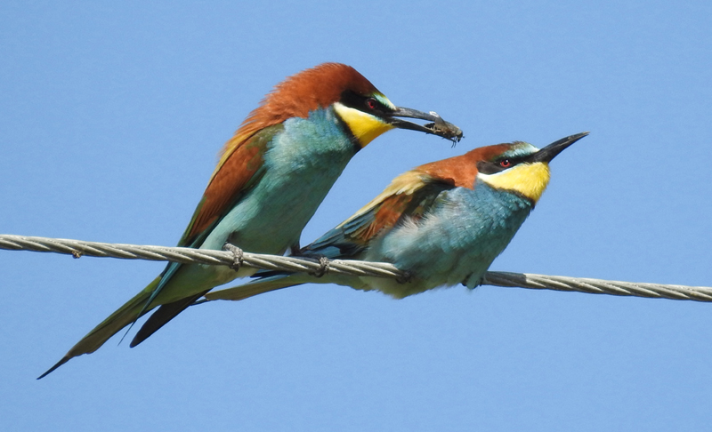 European Bee-eaters. Photo by Gina Nichol.