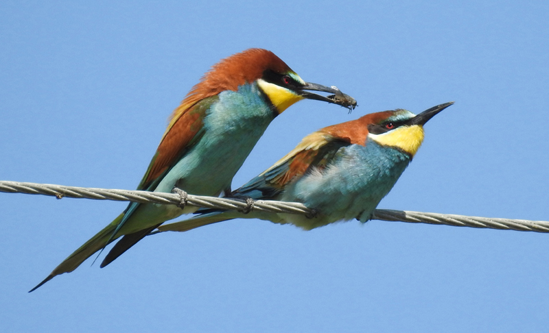 European Bee-eaters. Photo by Gina Nichol.