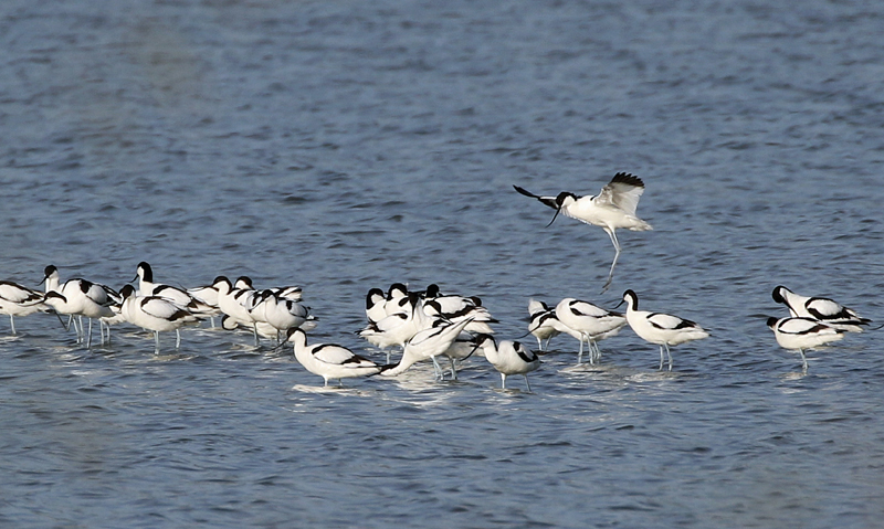 Pied Avocets. Photo by Steve Bird. 