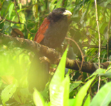Green-billed Coucal 