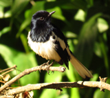 Oriental Magpie Robin