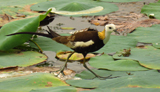 Pheasant-tailed Jacana