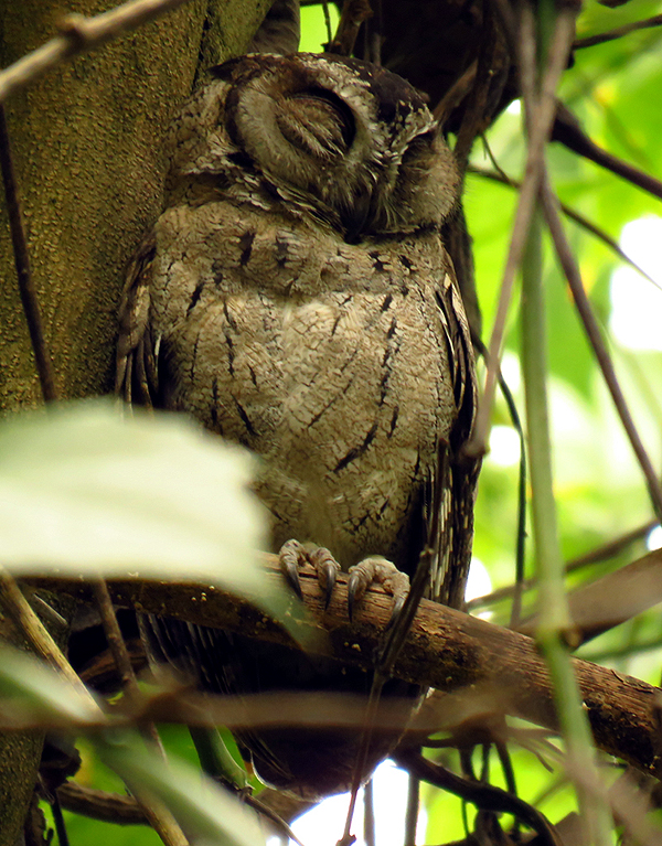 SRI LANKA - Indian Scops Owl 
