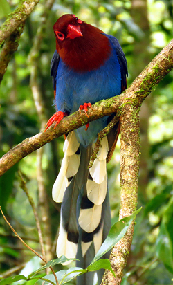 Sri Lanka Blue Magpie by Gina Nichol.