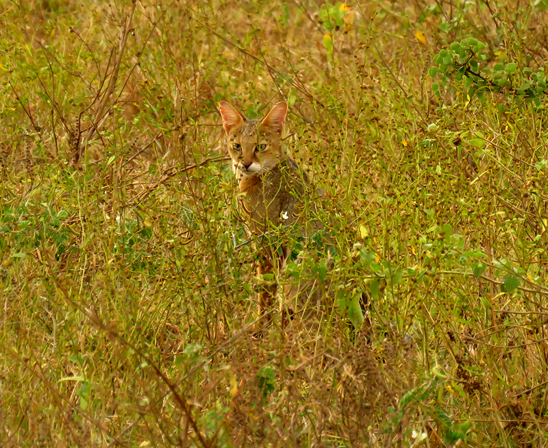 SRI LANKA - Jungle Cat 