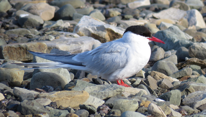 Arctic Tern