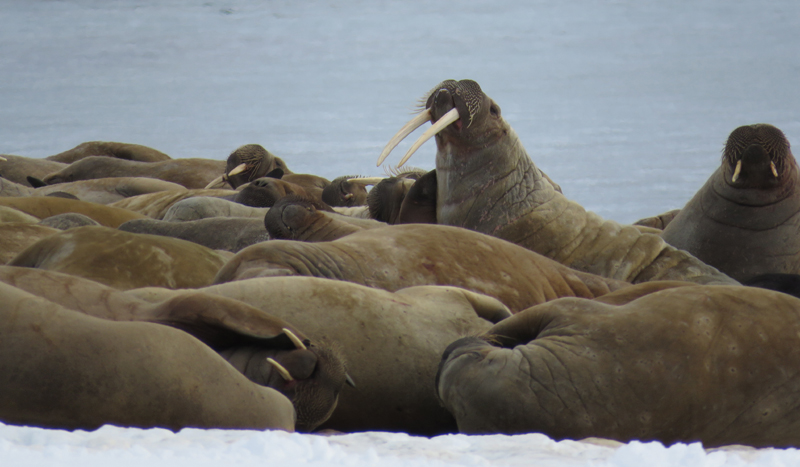 Walrus herd