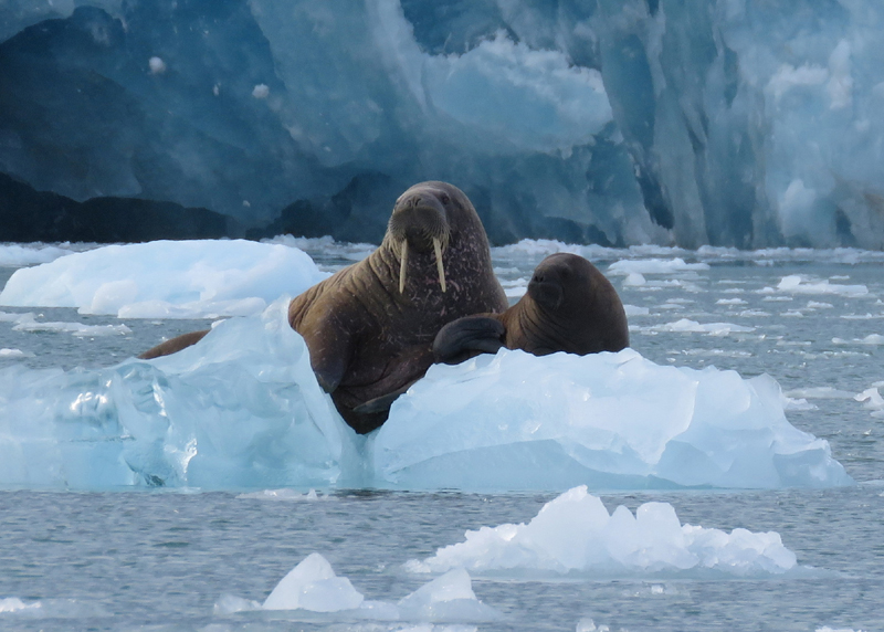 Walrus with pup! 