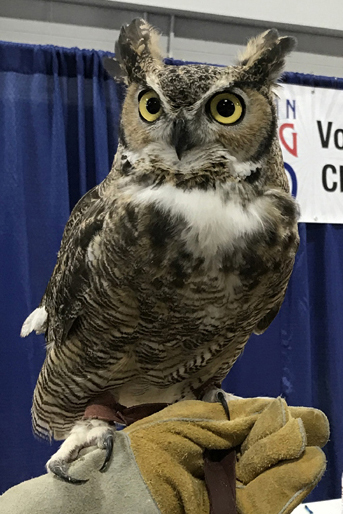 Odin. The charming Great Horned Owl at the American Birding Expo.