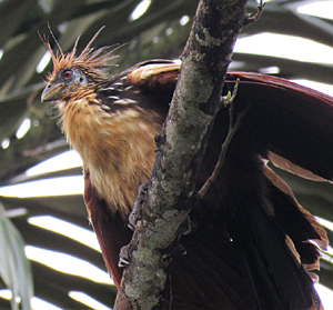 Hoatzin. Photo by Gina Nichol. 