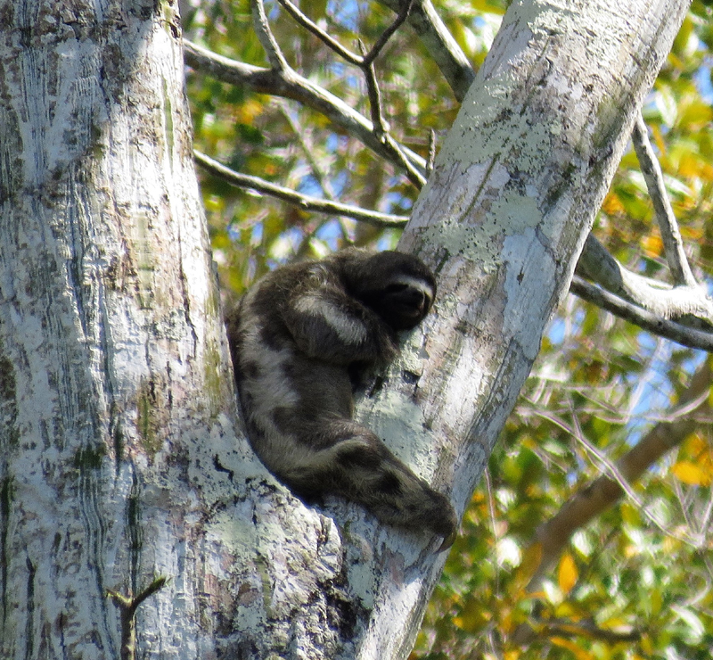 Brown-throated Three-toed Sloth. Photo © Gina Nichol.