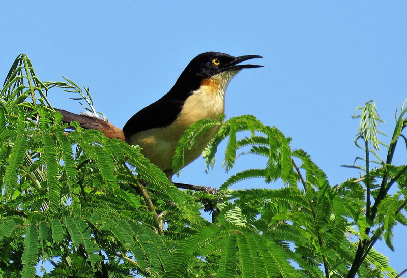 Black-capped Donacobius. Photo © Gina Nichol.
