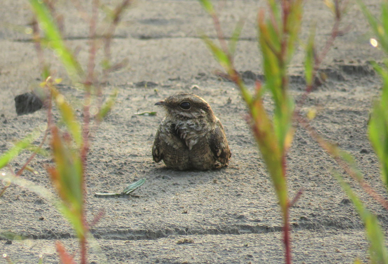 Ladder-tailed Nightjar. Photo © Gina Nichol.