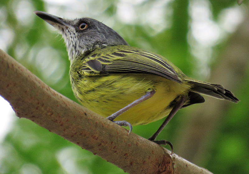 Spotted Tody Flycatcher. Photo  Gina Nichol. 