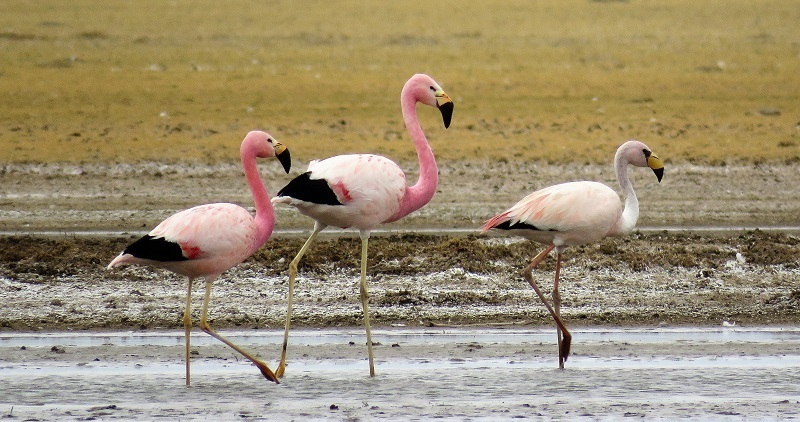 Two Andean Flamingos (left) and a James' Flamingo. Photo © Gina Nichol. 