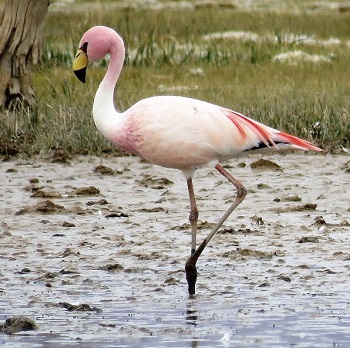 James' Flamingo. Photo by Gina Nichol. 
