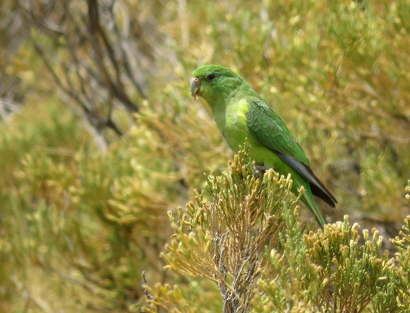 Mountain Parakeet. Photo © Gina Nichol. 