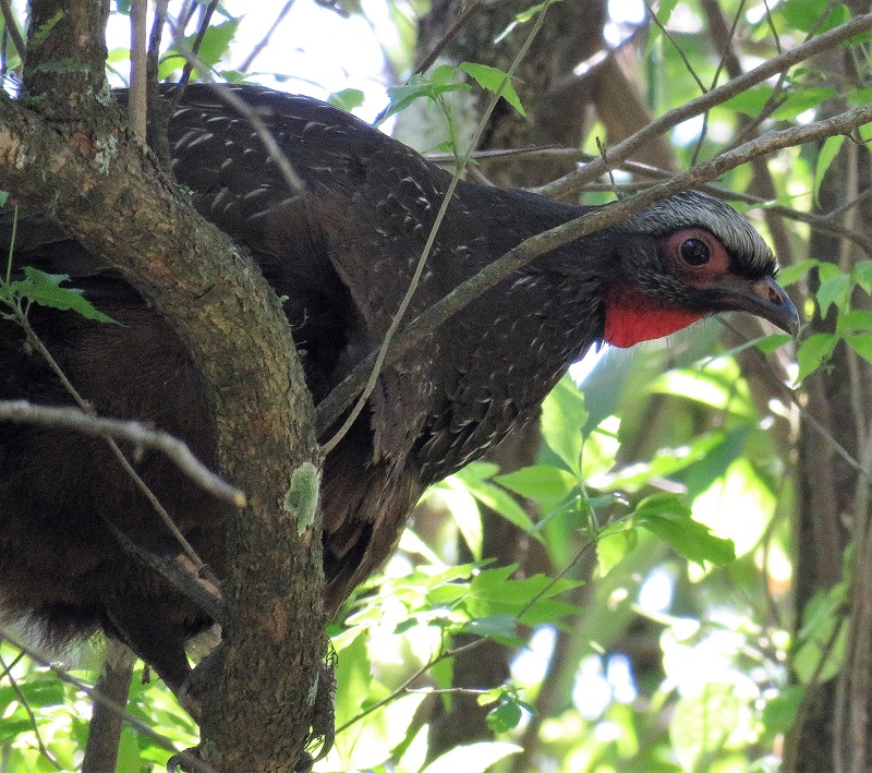 Red-faced Guan. Photo © Gina Nichol. 