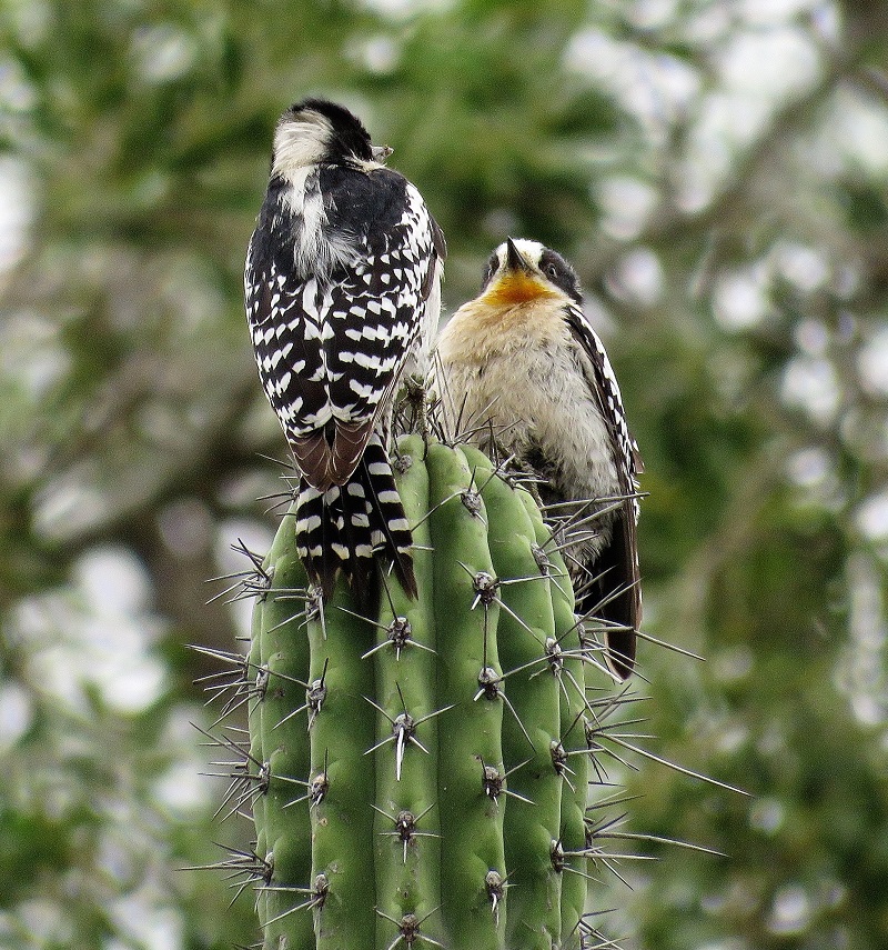 White-fronted Woodpeckers. Photo © Gina Nichol. 
