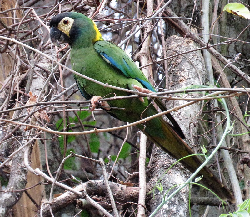 Golden-collared Macaw. Photo © Gina Nichol. 