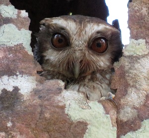 Bare-legged Owl. Photo by Gina Nichol.